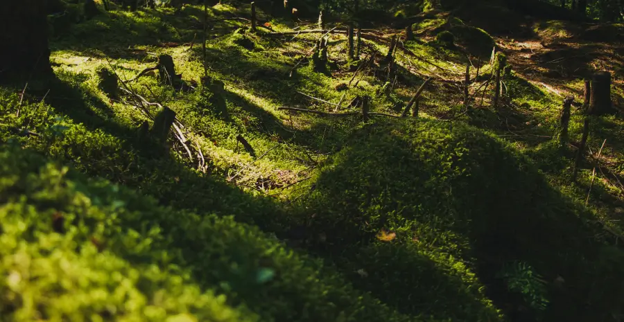 environment